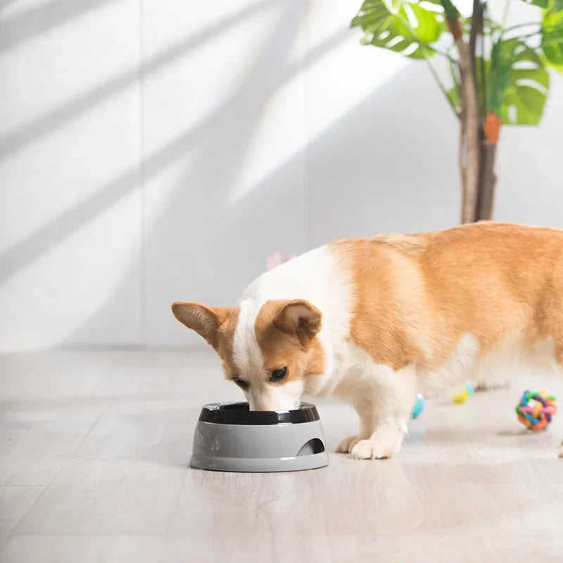 Pet Dog Bowls